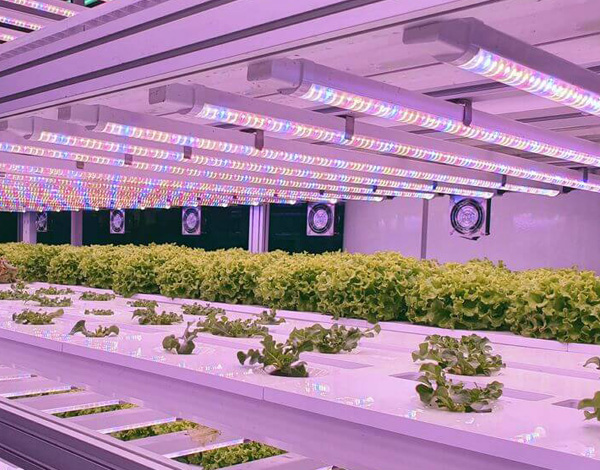 植物光